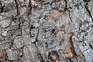 Dry cracked tree bark for background use