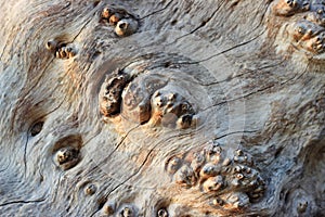 Dry cracked wood background texture pattern.