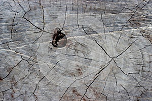 Dry cracked wood background texture pattern.