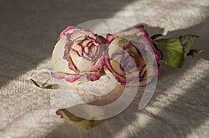 Dry creamy pink color roses with green leaves. Romantic still life. Herbarium. Bouquet