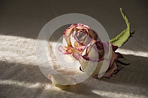 Dry creamy pink color roses with green leaves. Romantic still life. Herbarium. Bouquet