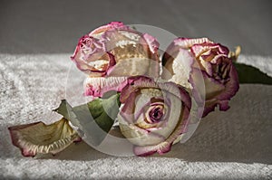 Dry creamy pink color roses with green leaves. Romantic still life. Herbarium. Bouquet