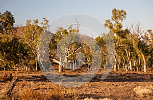 Dry creek bed. Flinders Ranges. South Australia.