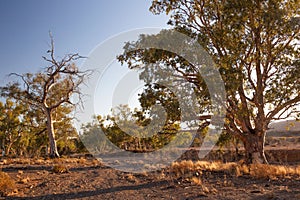 Dry creek bed. Flinders Ranges. South Australia.