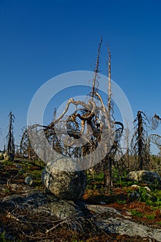 Dry crooked tree in the wasteland on the top of the mountain. Russia. Karelia. Vottovaara mountain after the wildfire