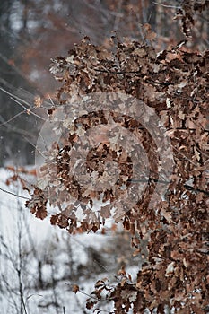 Dry crown of oak tree with leaves in winter in the forest