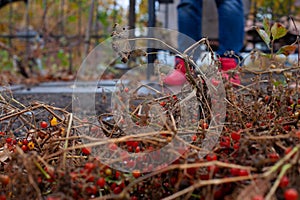 Dry cut bushes.Legs of farmer in blue jeans and red rubber boots against background of small withered tomatoes in garden