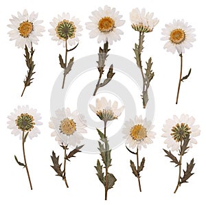 Dry daisy flowers