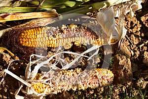 Dry and damaged corn on the ground due to lack of manpower to make a suitable harvest.