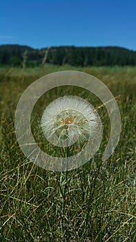 Dry Dandelion