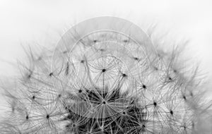 Dry dandelion flower seeds in monochrome close up