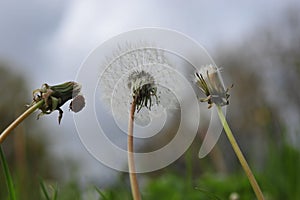 Dry dandelion flower in three stages