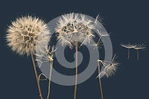 Dry dandelion seeds fly away from the flower