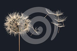 Dry dandelion seeds fly away from the flower