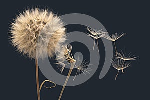 Dry dandelion seeds fly away from the flower