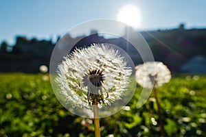 Dry dandelions backlit by the sun on a green meadow at sunny morning in Kalemegdan park, Belgrade