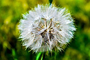 Dry dandilion on green background. Wildflowers in nature.