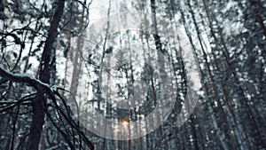 Dry Dark Branch from a Tree on the Background of a Fairy Tale and Mysterious Forest in Winter. The concept of Winter and