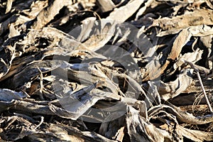 Dry and dead Agave leaves texture under the sun.