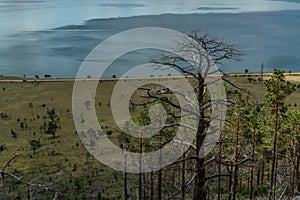 Dry dead bare tree after fire among pine forest, green yellow grass on slope of mountain. Top view on blue Baikal lake coastline