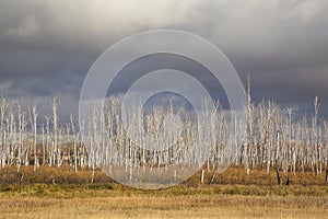 Dry, dead birches stand against the leaden sky.