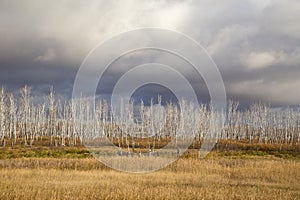 Dry, dead birches stand against the leaden sky.