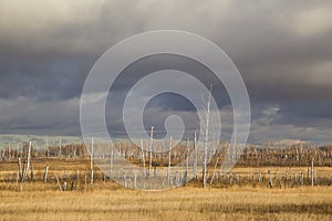 Dry, dead birches stand against the leaden sky. photo