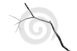 Dry dead branch isolated on white