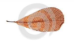 Dry brown leaf isolated on white