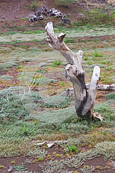 Dry, dead grass, stumps