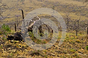 Dry dead gray curves twisted baikal tree with branches felled after fire, lies on yellow grassy slope of mountain. Top view. Warm