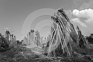 Dry and dead palm trees in draught land