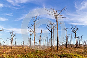 Dry and dead pine trees in Phu Kradueng National Park