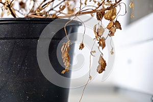 Dry dead plant in the pot on the window sill.