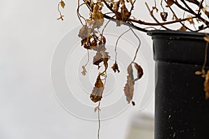 Dry dead plant in the pot on the window sill.