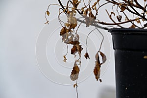 Dry dead plant in the pot on the window sill.