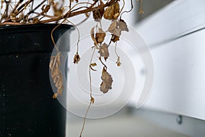 Dry dead plant in the pot on the window sill.