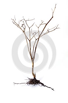 Dry Dead Plant and Underground Roots and Soil