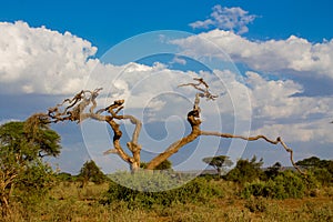 Dry dead tree in african savanna bush