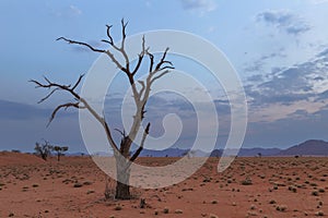 Dry dead tree in arid country