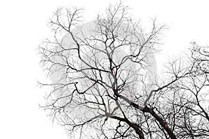 Dry bare branches isolated on white background photo