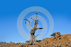 Dry Dead Tree in Day Forest National Park, ForÃÂªt du Day Djibouti, East Africa photo