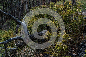 Dry dead tree after fire, felled, lies in bush. Green pine trees forest background. Baikal nature. Sun