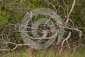 Dry dead tree in summer forest.