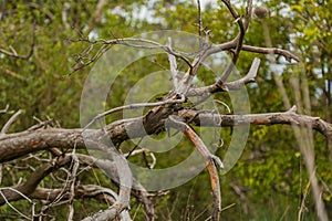 Dry dead tree in summer forest.