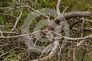 Dry dead tree in summer forest.