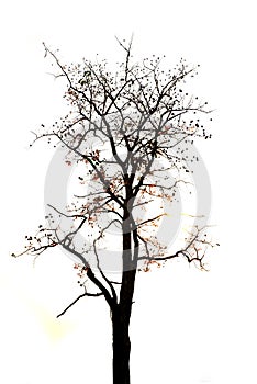 dry or dead tree on white background