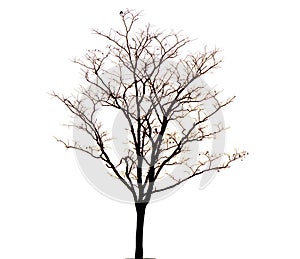 Dry or dead tree on white background