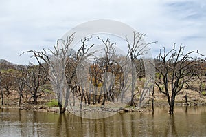 Dry dead trees in the lake