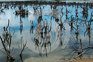 Dry dead trees in the swamp.